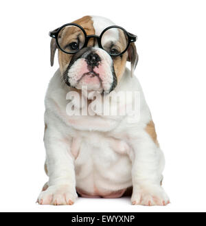 English bulldog puppy wearing glasses in front of white background Stock Photo