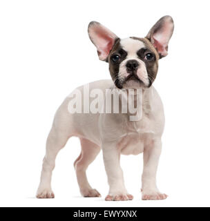 French Bulldog (3 months old) standing in front of a white background Stock Photo