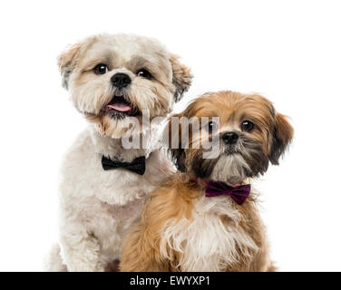 Close-up of two Shih Tzus in front of a white background Stock Photo