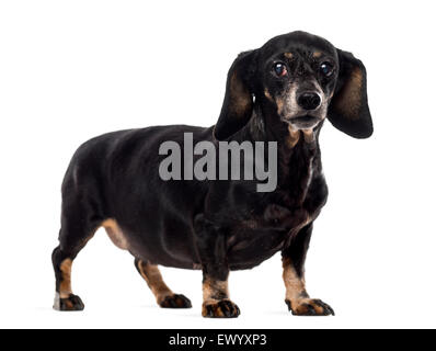 Old Dachshund in front of a white background Stock Photo