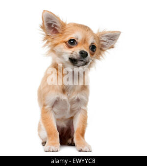 Chihuahua puppy (4 months old) in front of a white background Stock Photo