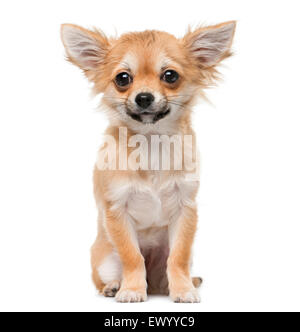 Chihuahua puppy (4 months old) in front of a white background Stock Photo