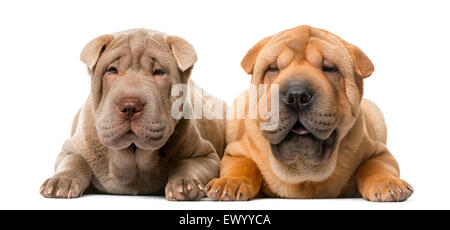 Two Shar Pei puppies (5 months old) in front of a white background Stock Photo