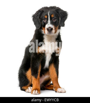 Bernese Mountain Dog puppy (5 months old) in front of a white background Stock Photo