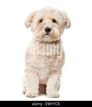 Crossbreed dog sitting in front of white background Stock Photo - Alamy