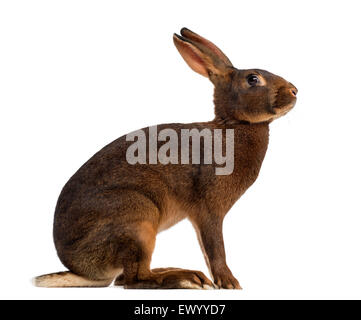 Belgian Hare in front of a white background Stock Photo