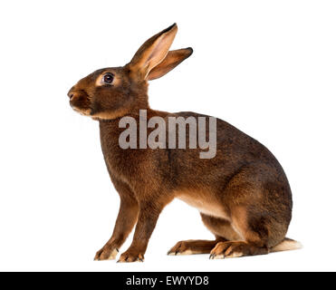 Belgian Hare in front of a white background Stock Photo