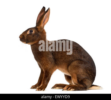 Belgian Hare in front of a white background Stock Photo