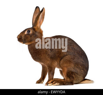 Belgian Hare in front of a white background Stock Photo