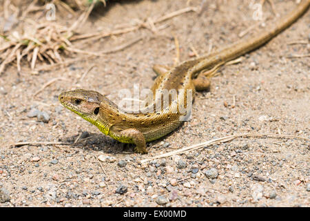 Sand lizard (Lacerta agilis), female, pregnant, basking on the wayside, Hesse, Germany Stock Photo