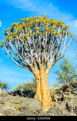 Quiver tree or kokerboom (Aloe dichotoma), Quiver Tree Forest or Kokerboom Woud, Naukluft Mountains, Namibia Stock Photo