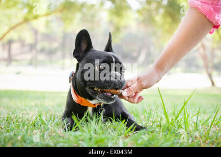 Hand of young woman giving bone to dog in park Stock Photo