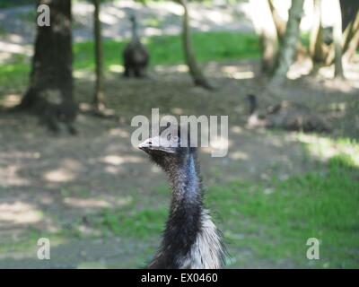 bird ostrich on forest background Stock Photo