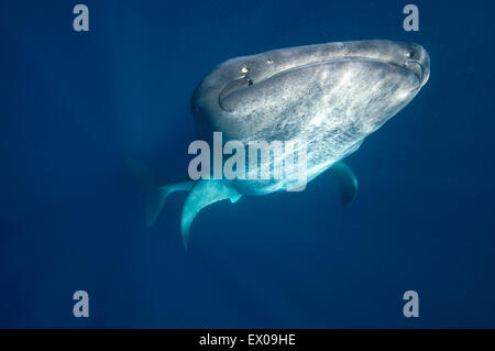 Every summer hundreds of whale sharks (rhincodon typus) gather in the Caribbean waters of Isla Mujeres, Mexico Stock Photo