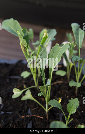 Young Cabbage and Kale Plants Stock Photo