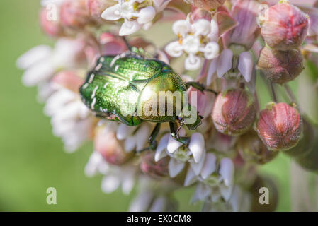 Macro photo of a  green Chafer Beetle (Cetonia aurata) eating a pink milkweed flower under the warm summer sun in the meadow