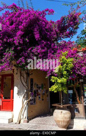 Chania Old Town Street Chania Crete flowers Greece Bougainvillea flowering vine Bougainvillea flowers container Crete Chania Greece Stock Photo