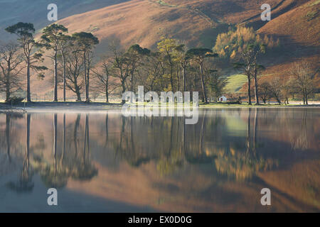 Scots Pines along the shore of Buttermere Lake in Autumn, Lake District National Park, Cumbria, UK Stock Photo