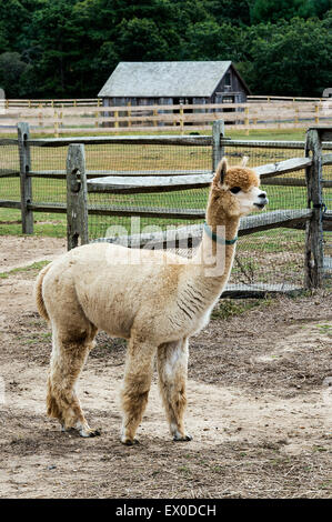 Alpaca portrait, Island Alpaca, Martha's Vineyard Stock Photo