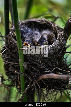 Robin chicks in nest. Stock Photo