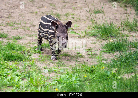 Nine days old baby of the endangered South American tapir (Tapirus terrestris), also called Brazilian tapir or lowland tapir Stock Photo
