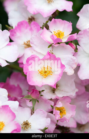 Rosa ballerina. Hybrid musk rose Stock Photo