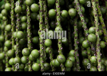 arenga pinnata palm seed Stock Photo