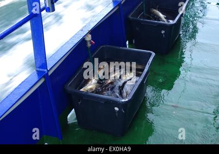 Cod Fish Per Box cod fishes in box Stock Photo - Alamy