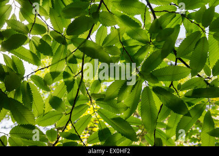 Sunlight through sweet chestnut leaves in Comer Wood, Shropshire. Stock Photo