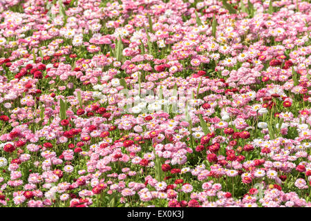 Pink Daisy Field Blossom In Spring Stock Photo