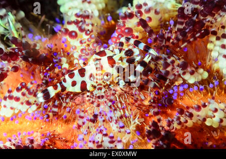 Coleman shrimp, Periclimenes colemani, on a fire urchin, Athenosoma varium. Stock Photo