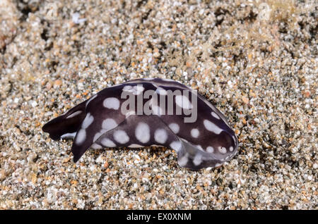 Headshield sea slug, Tubulophilinopsis pilsbryi, Anilao, Batangas, Philippines, Pacific Stock Photo