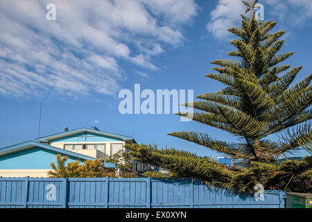 Blue house with Norfolk pine in Coromandel town, New Zealand Stock Photo