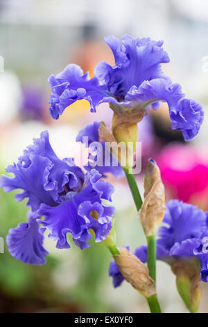 Close up of Blue Bearded Iris Flowers Stock Photo