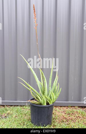 Growing Aloe vera in a plastic black pot with young aloe vera growing on the side Stock Photo