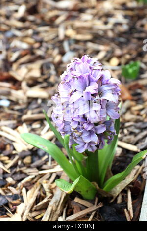 Blue Hyacinthus orientalis growing from the ground Stock Photo