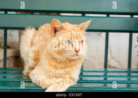 Tiger colored green eyes cat sitting  on a green bench Stock Photo