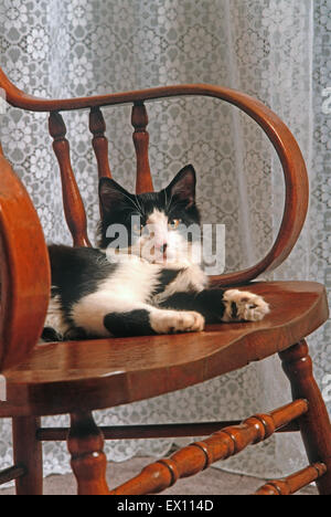 Black and white male domestic long-haired cat on rocking chair Stock Photo