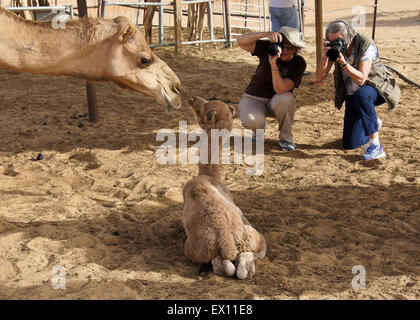 Women photographing camels at farm in Liwa, Abu Dhabi, United Arab Emirates Stock Photo