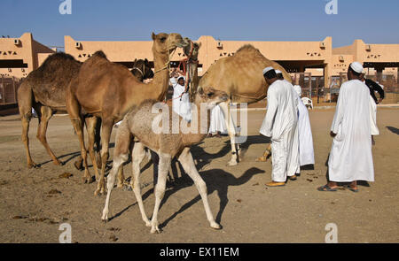 Men buying and selling camels at camel market, Al-Ain, Abu Dhabi, United Arab Emirates Stock Photo