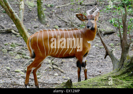 The bongo (Tragelaphus eurycerus)  is among the largest of the African forest antelope species Stock Photo