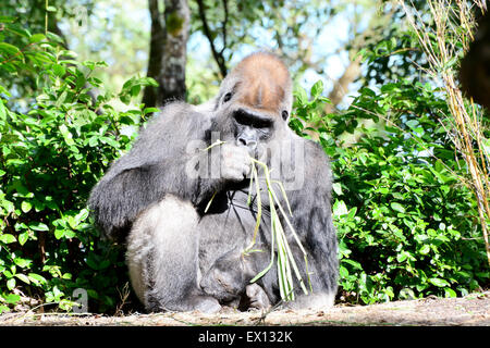 Big silver backed gorilla male sitting eating grass Stock Photo