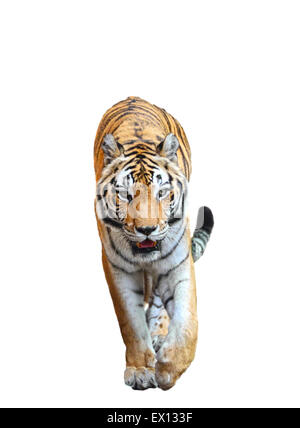 Tiger walking isolated on a white background Stock Photo