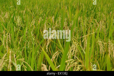 Close up shot of a rice field showing almost ripe grains Stock Photo