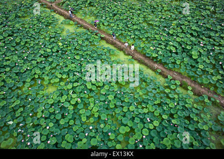 Dongyang. 3rd July, 2015. Photo taken on July 3, 2015 shows an aerial view of a lotus pond in Hengdian Town of Dongyang City, east China's Zhejiang Province. © Bao Kangxuan/Xinhua/Alamy Live News Stock Photo