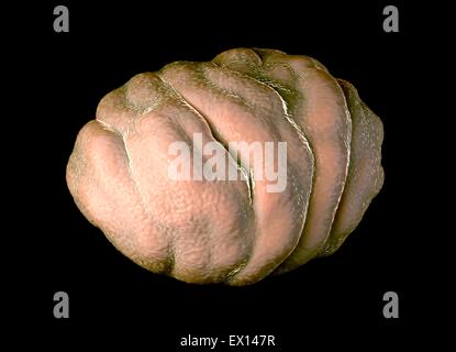 Water bear tun. Illustration of a water bear, or tardigrade, in its dormant state, known as a tun. Stock Photo