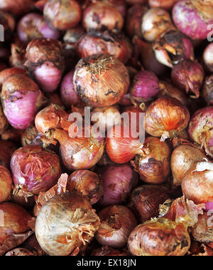 Maharashtra, India. 26th Sep, 2013. 26 sept. 2013 : Lasalgaon, INDIA :.Discarded & waste Onions At a Onion trader's warehouse in Lasalgaon .Lasalgaon is Asia's Largest WholeSale Onion Market.India, the world's largest producer of milk and the second-largest producer of fruits and vegetables, is also one of the biggest food wasters in the world - wasting 440 billion rupees worth of fruits, vegetables, and grains every year, according to Emerson Climate Technologies India, part of Emerson, a US-based manufacturing and technology company. Cold storage solutions, which are severely lacking Stock Photo