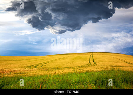 Dark stormy clouds over wheat field.
