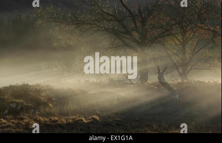 Sun rays streaming through the trees just before sunset on a winters evening. Stock Photo