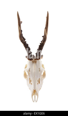 Animal skull with antlers isolated on white with clipping path Stock Photo